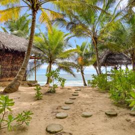 The Alpha Monkey hotel & Tree house