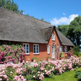 Rosenkate