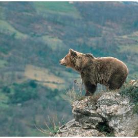 El mirador del oso