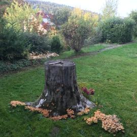 Idyllische Wohnung mitten in der Natur „ Haus Magnolia „