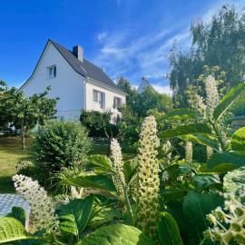 Haus Meerglück Lachmöwe
