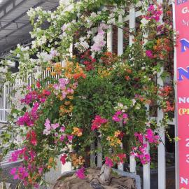 Nhà Nghỉ Vườn Oải Hương LAVENDER GARDEN GUEST HOUSE، فندق في فو كووك