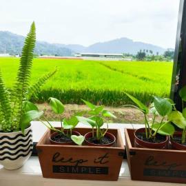 Mai Paddy Cottage, Balik Pulau, hotel in Balik Pulau