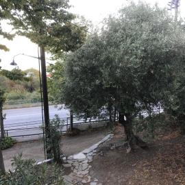 Sofy's House