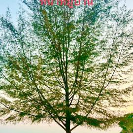 Oriental Beach By Winnie، فندق في تشا أم