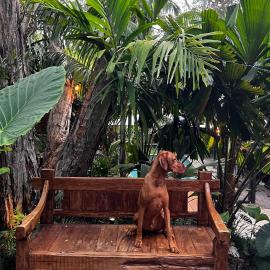 Beach Jungle - Pet-Friendly Hot Tub, Firepit & Pool in Beachside Hideaway