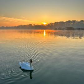 Swan