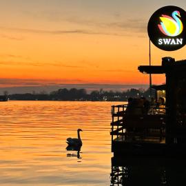 Swan