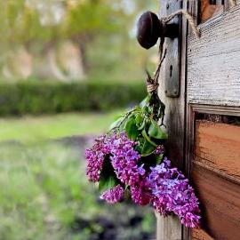 Lillac Cottage, hotel ad Ancona