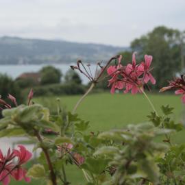 Rooming Green mit Seeblick, hotel u gradu Weyregg