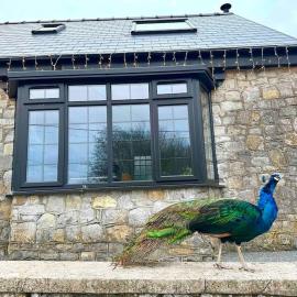 Peacock cottage, hotel a Ewenny