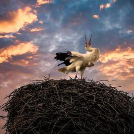 Storchennest, ξενοδοχείο σε Neuried