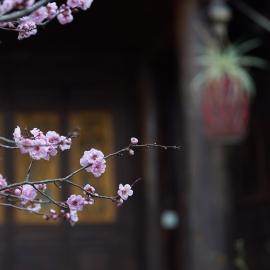 Tuo Tuo Guest House, Hotel in Lijiang
