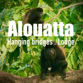 Alouatta Lodge and Canopy، فندق في كويتا