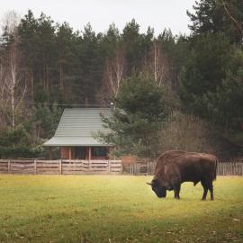 Leśna 21 Dom Północ przy PUSZCZA BIAŁOWIESKA