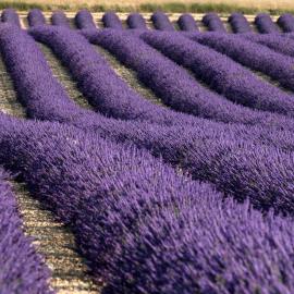La Provençale, hotell i Valensole