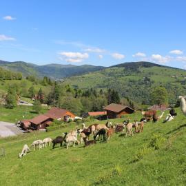 Chalet familial à La Bresse, proche randonnées, WIFI, animaux admis