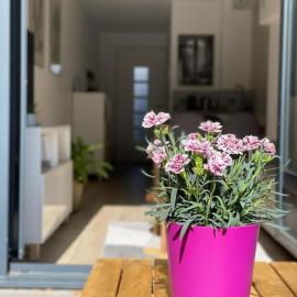Studio Cosy Fleur de Lys, hotel en Versalles