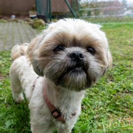 FeWo Harzer Weitblick, bis 2 Hunde Willkommen, W-Lan, 2x Smart TV, DTV 4 Sterne, 4 Pfoten