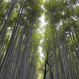 House of Dragon Arashiyama Central 天龙の宿 岚山正中心纯和风民宅可停车可接待5人入住 天龙寺步1分竹林渡月桥步3分 嵯峨岚山駅步4分 新干线至京都站11分, hotel in Shimo saga