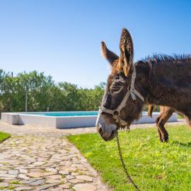 Burro Ville by Host Wise, hotel in Portimão