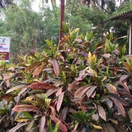 Shreya Cottage, Vaishet-Alibag, viešbutis mieste Vaishet