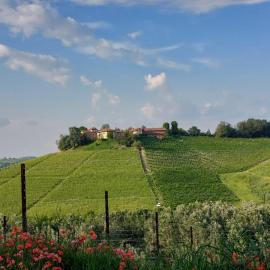 Tenuta Montanello B&B, hotel in Castiglione Falletto