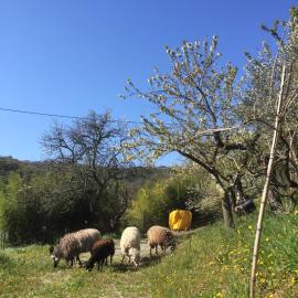 Studio Cotta, Salara farmhouse