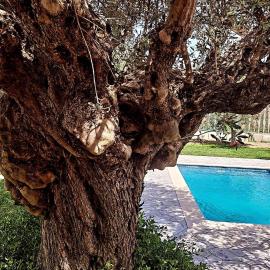 Olive Sense Villa with jacuzzi and sauna