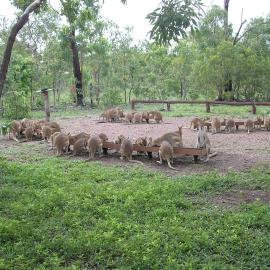 Nina's Ark Wildlife Sanctuary Package, hotel a Batchelor