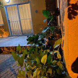 Alvin ‘s House, מלון בצומב