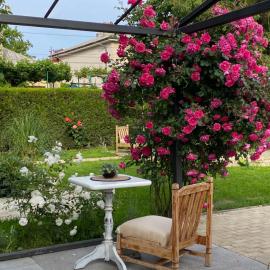 The house of roses