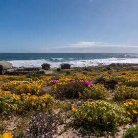 Namaqua Flowers Beach Camp, hotel in Strandfontein