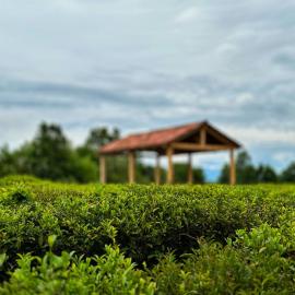 Eco-friendly Guesthouse Tea Gezruli 25 km from Chiatura, Hotel in Tsinsopʼeli