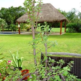 B&B Mom's House, Hotel in Puerto Aventuras