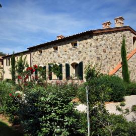 Ulivo nel Borgo Santa Chiara