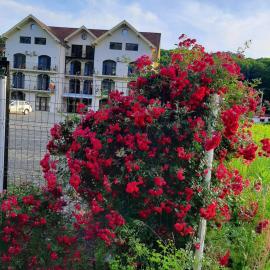 Sofial Guesthouse
