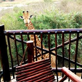 Majuli River Lodge - overlooking Kruger Park