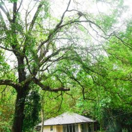 Debaraliyadda Estate, viešbutis mieste Pannala