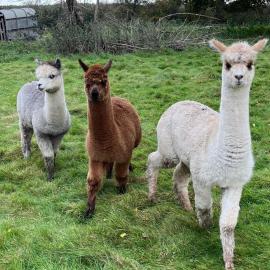 Fords Farm Glamping & Farm House, Hotel in Oswestry