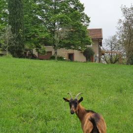 Stirpe nel Bosco - Fiocco, hotel a Montevettolini