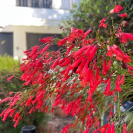 Natalia's Townhouse, Margarita Gardens 003, Hotel in Paphos
