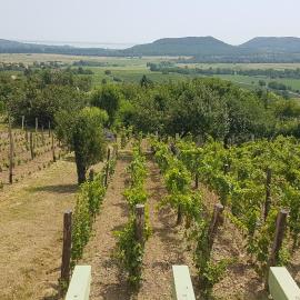 Grand Cru 4 Vendégház