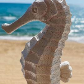 Caballito de Mar
