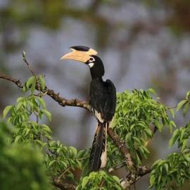 Sigiri Birds Hostel, hotel en Sigiriya