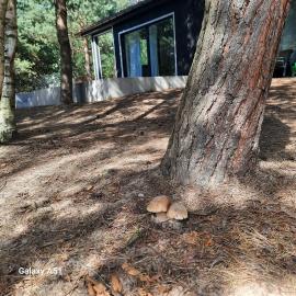 Domek LEŚNICZÓWKA Gorzewo, hotel Gorzewo városában