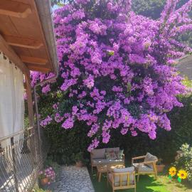 La Bouganville e Il Gelsomino