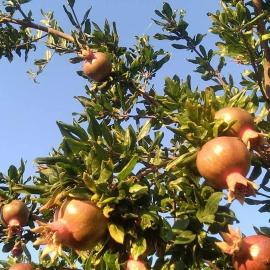 Pomegranate Seaside Corner, hotel in Fanari