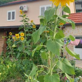 Apartman Mustapić