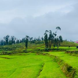 Teyt's Green Haven - 3 BHK